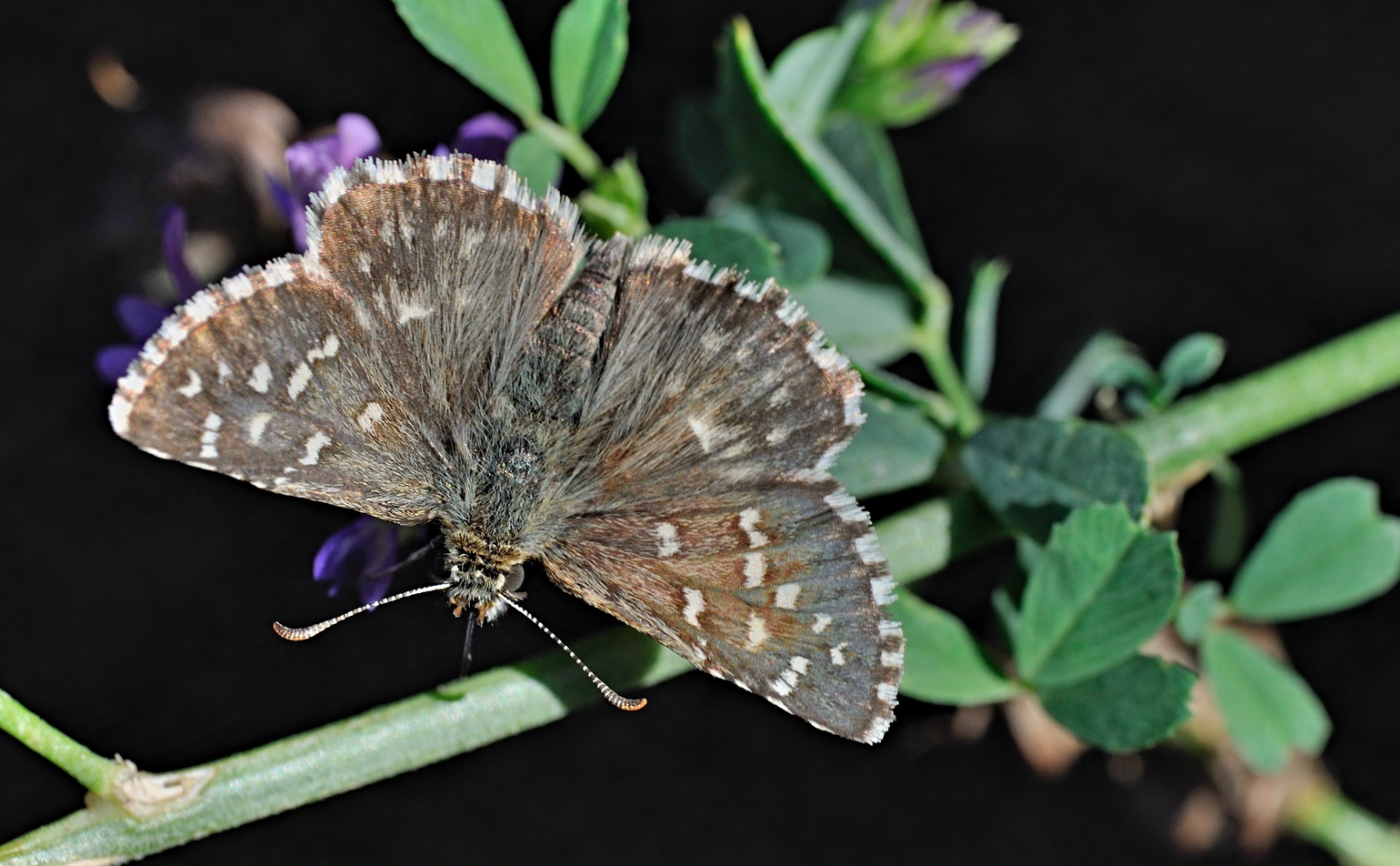 foto B072292, © Adriaan van Os, Coustouges 14-08-2022, hoogte 820 m, Pyrgus malvoides