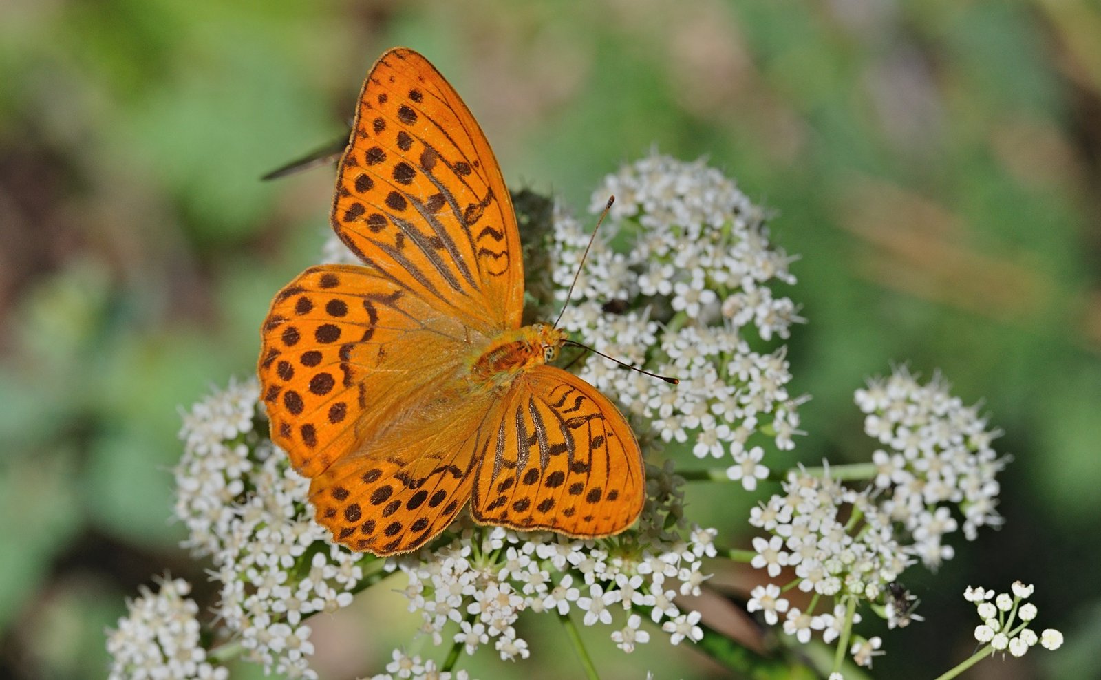 photo B072354, © Adriaan van Os, Coustouges 20-08-2022, altitude 810 m, Argynnis paphia