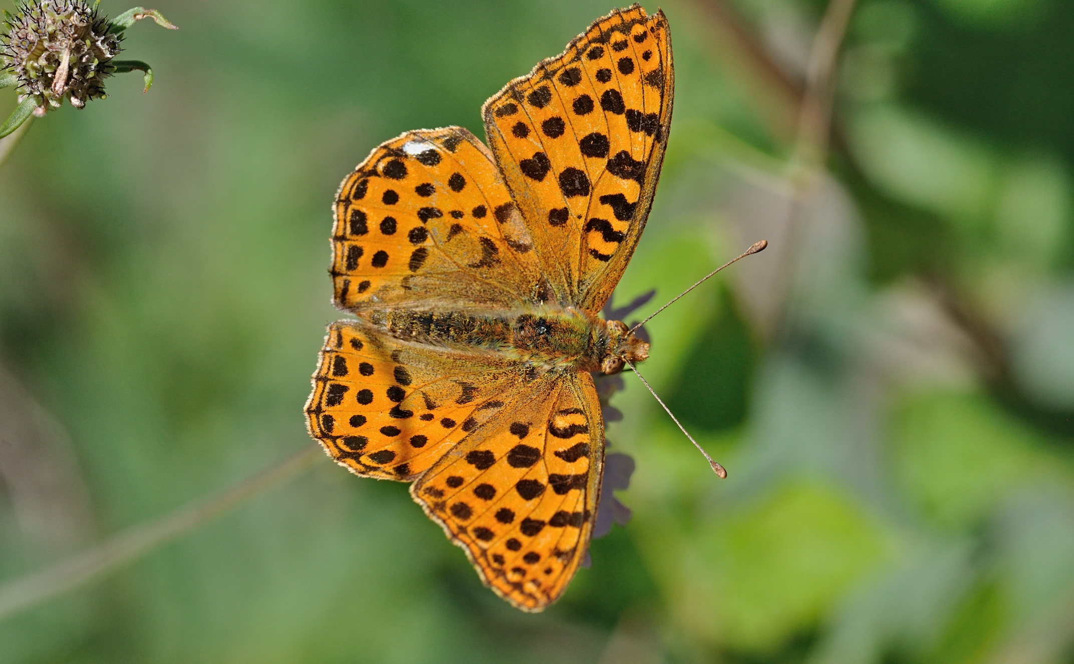 photo B072369, © Adriaan van Os, Coustouges 20-08-2022, altitude 810 m, Issoria lathonia