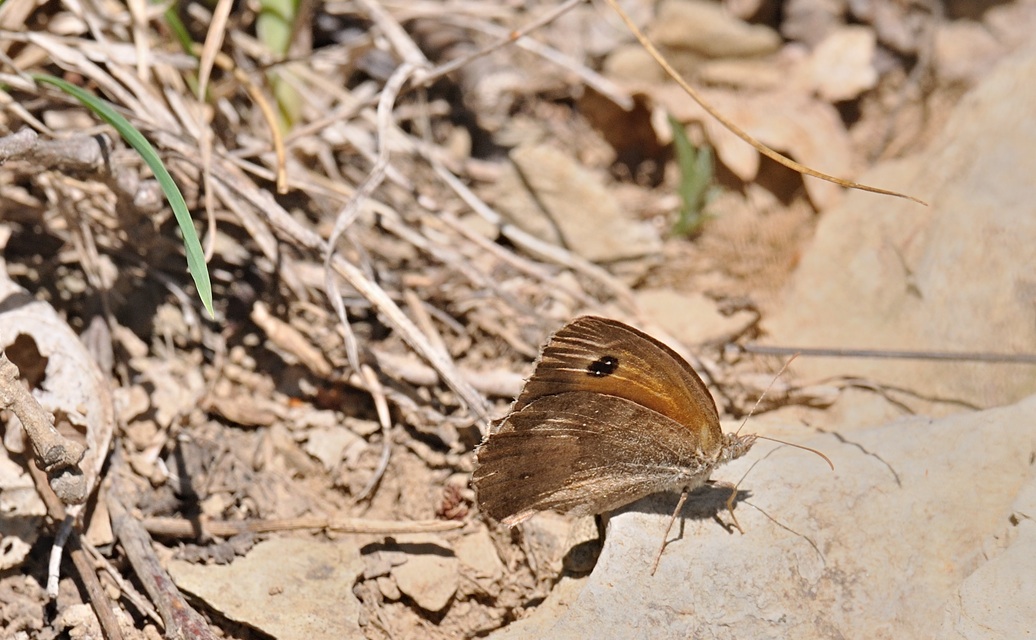 photo B072418, © Adriaan van Os, Coustouges 22-08-2022, altitudo 830 m, Pyronia tithonus