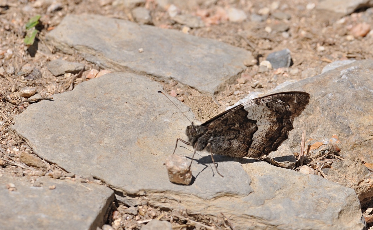 Foto B072452, © Adriaan van Os, Coustouges 22-08-2022, H�he 830 m, Hipparchia fagi