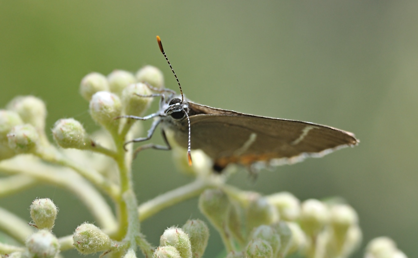 foto B072645, © Adriaan van Os, Coustouges 17-06-2023, hoogte 820 m, Satyrium w-album