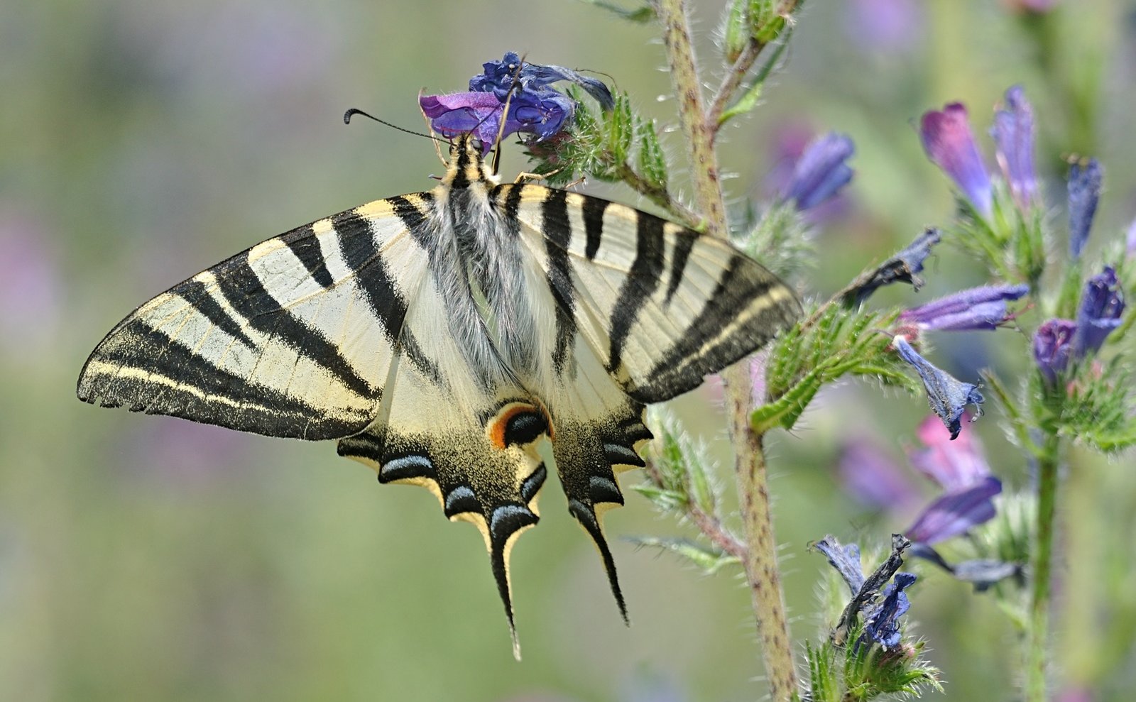foto B072719, © Adriaan van Os, Coustouges 17-06-2023, hoogte 800 m, Iphiclides feisthamelii