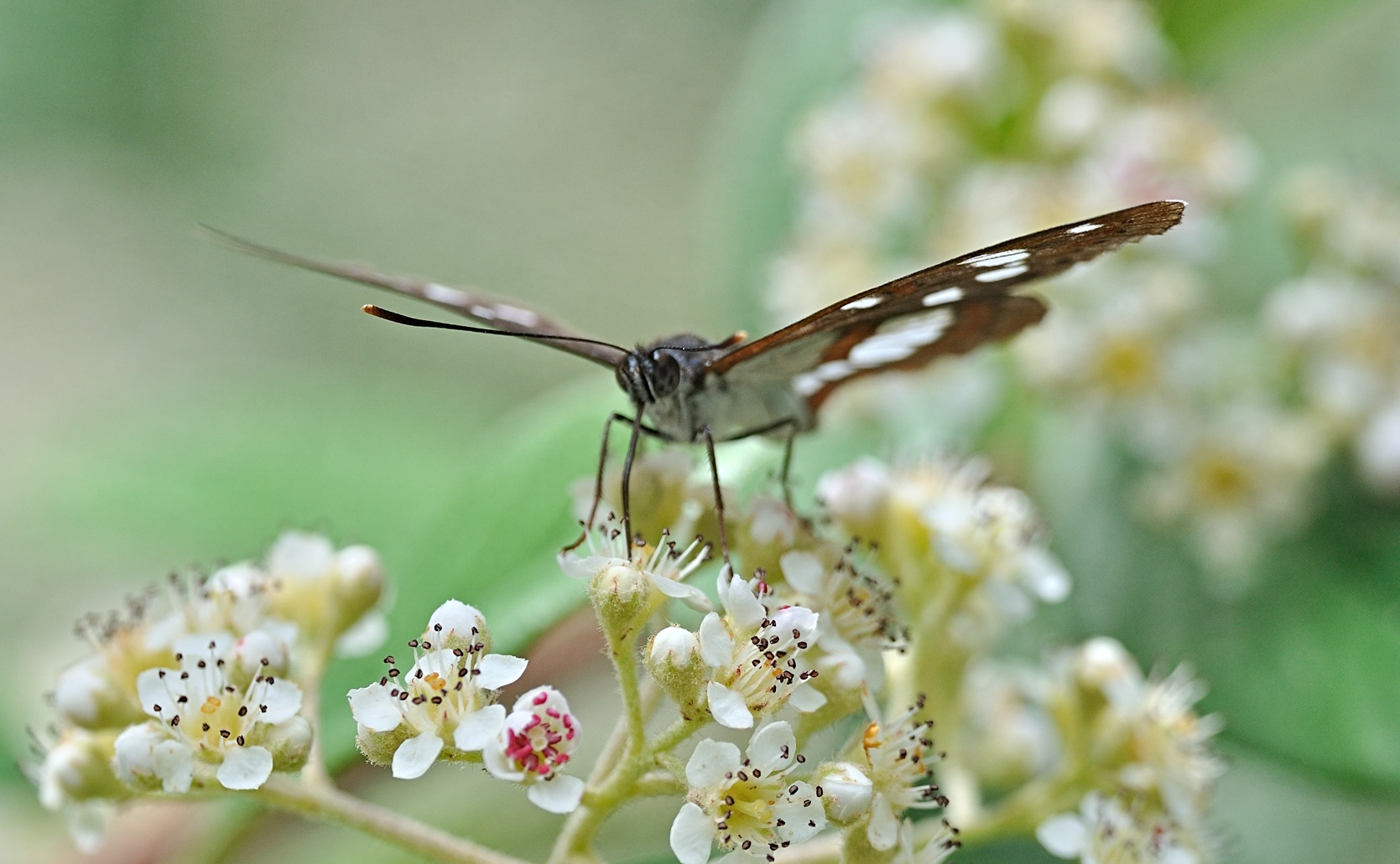 Foto B072745, © Adriaan van Os, Coustouges 19-06-2023, H�he 800 m, Limenitis reducta