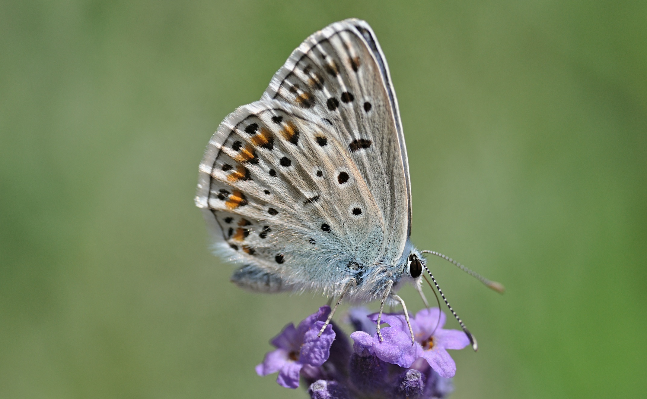 photo B072769, © Adriaan van Os, Coustouges 20-06-2023, altitude 820 m, ♂ Polyommatus escheri ?