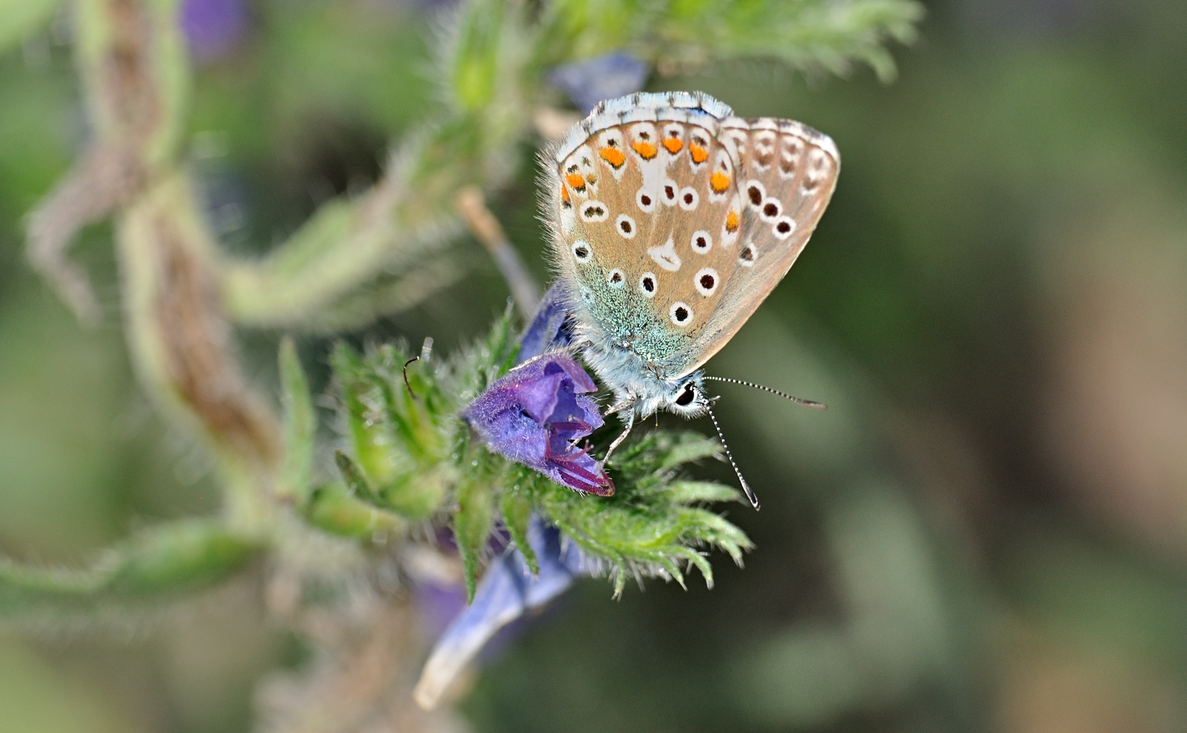 Foto B072820, © Adriaan van Os, Coustouges 20-06-2023, H�he 800 m, Polyommatus bellargus