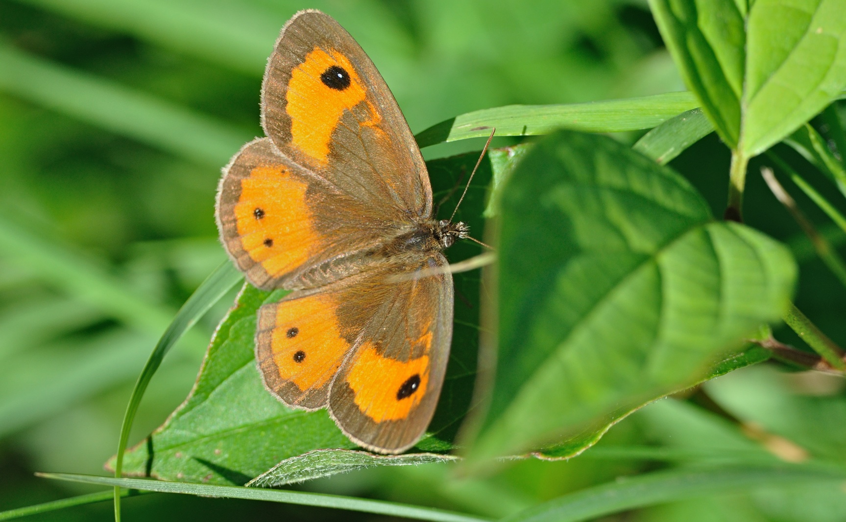 foto B072856, © Adriaan van Os, Coustouges 22-06-2023, altitud 820 m, Pyronia tithonus