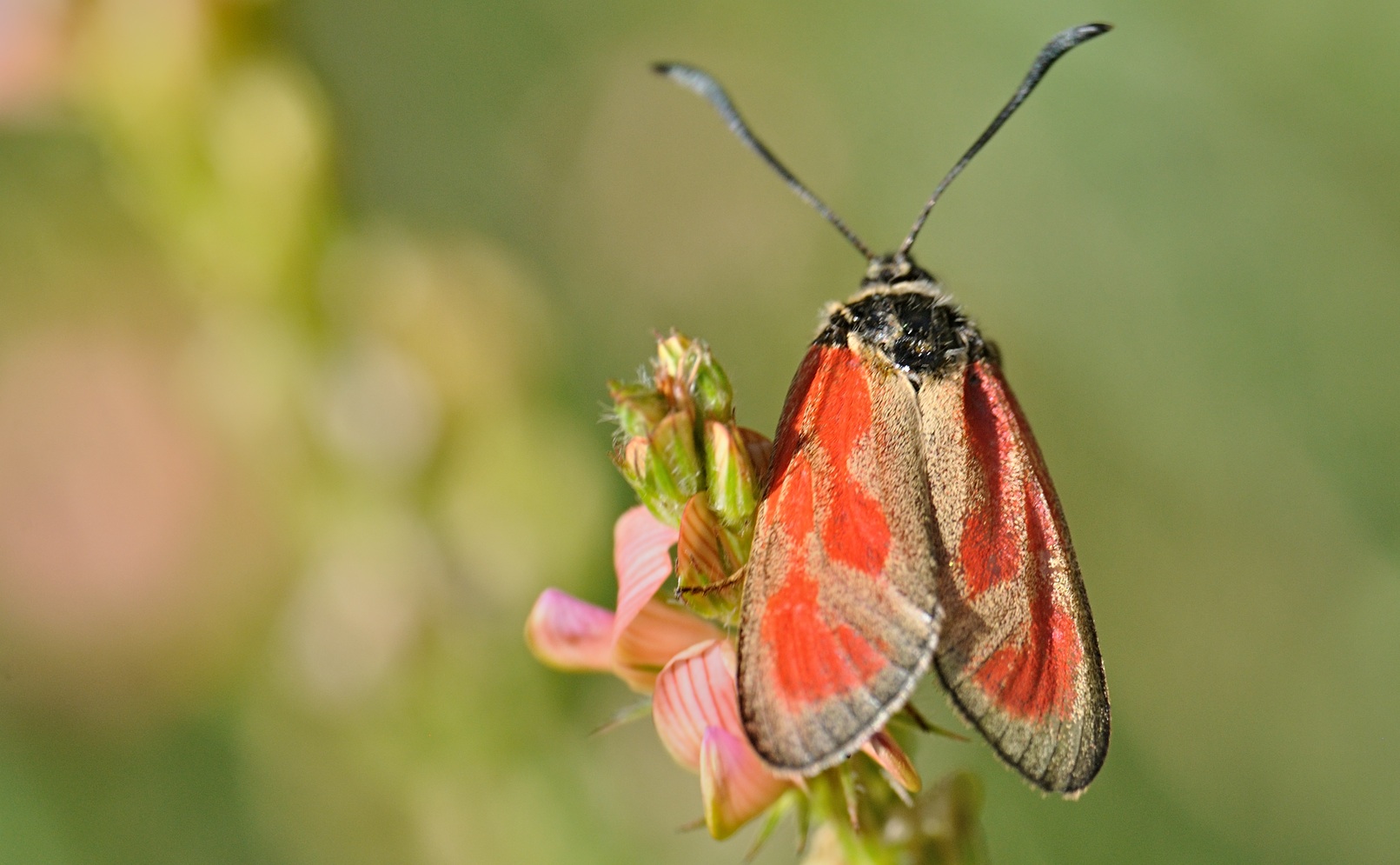 photo B072860, © Adriaan van Os, Coustouges 22-06-2023, altitudo 820 m, Zygaena osterodensis