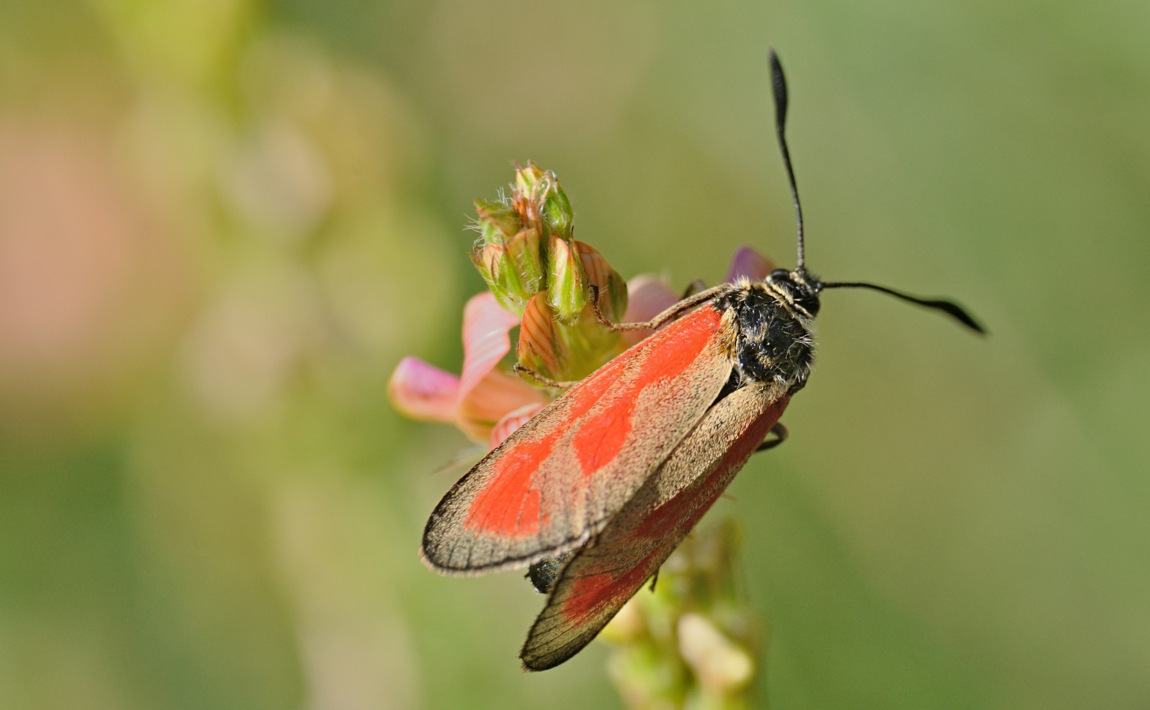 foto B072868, © Adriaan van Os, Coustouges 22-06-2023, altitud 820 m, Zygaena osterodensis