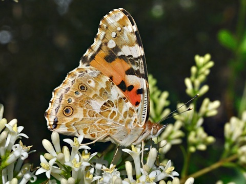 Vanessa cardui
