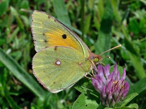 Colias croceus