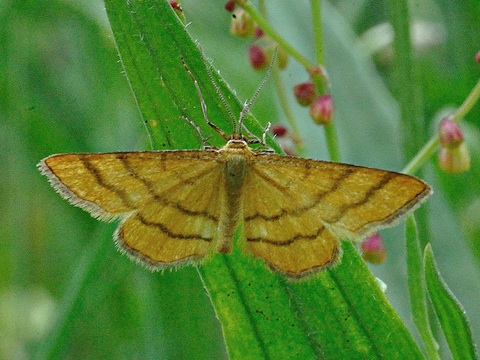 Idaea aureolaria