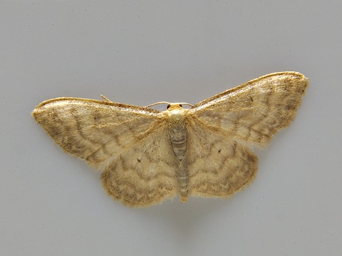 Idaea dilutaria