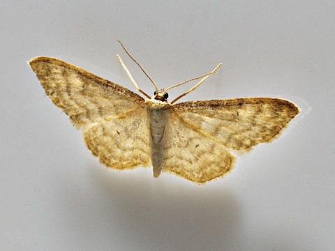 Idaea fuscovenosa