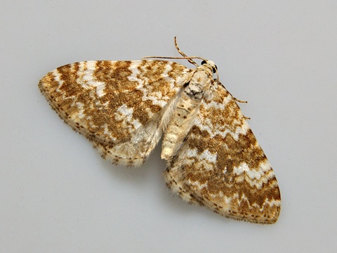 Perizoma flavofasciata