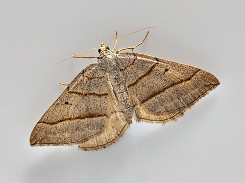 Scotopteryx mucronata