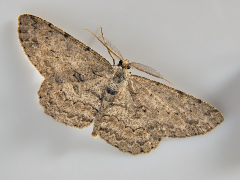 Hypomecis punctinalis