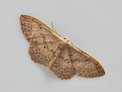 Idaea predotaria