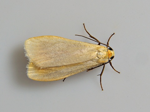 Eilema sororcula