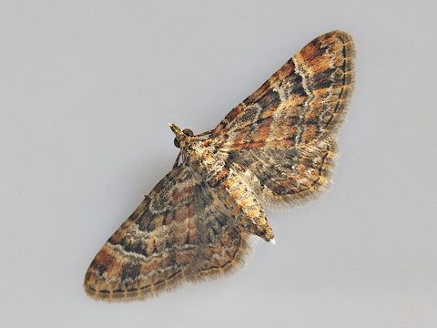 Gymnoscelis rufifasciata