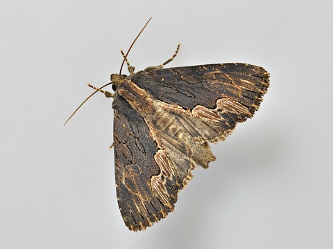 Dypterygia scabriuscula