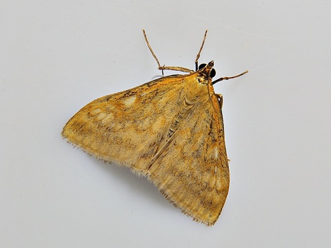 Sitochroa verticalis