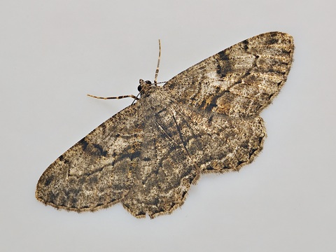 Peribatodes rhomboidaria