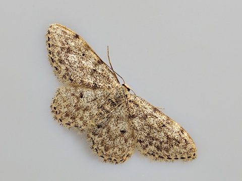 Scopula marginepunctata