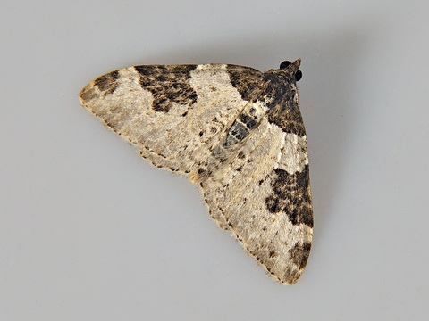 Xanthorhoe fluctuata