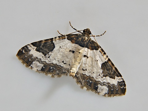 Melanthia procellata