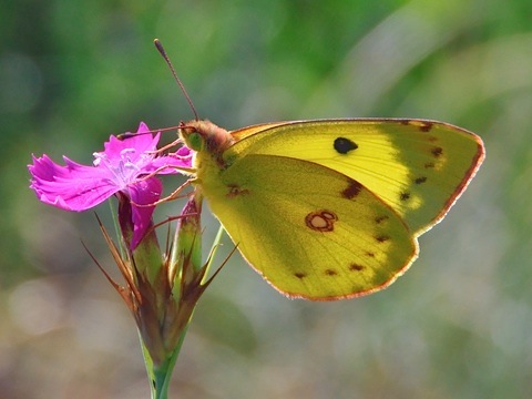 Colias hyale