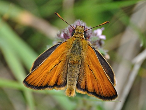 Thymelicus sylvestris