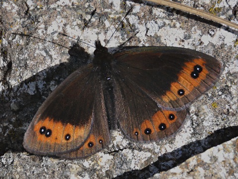 Erebia meolans