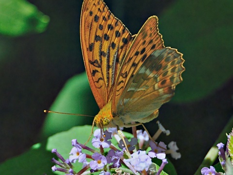 Argynnis paphia