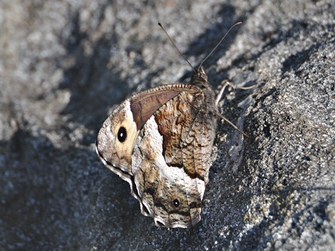 Hipparchia fagi
