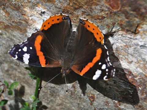 Vanessa atalanta