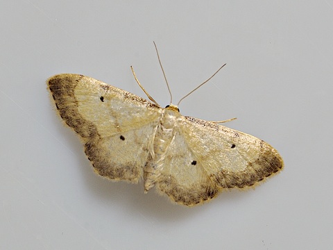 Idaea politaria