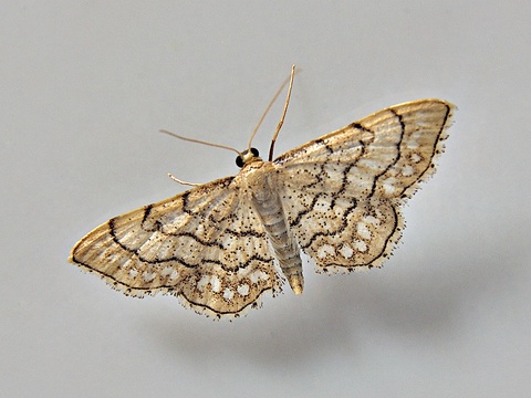 Idaea moniliata