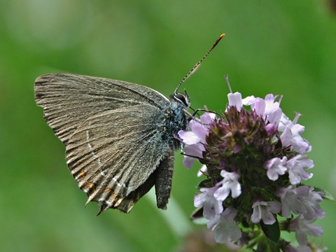 Satyrium esculi