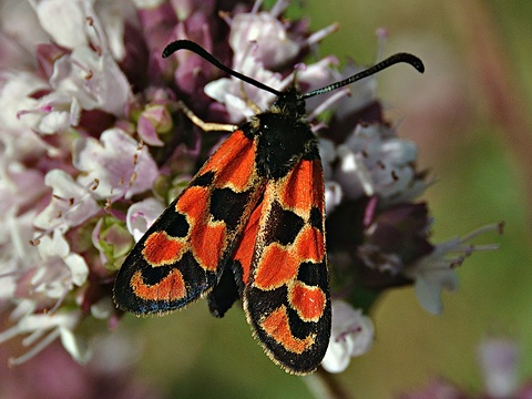 Zygaena hilaris