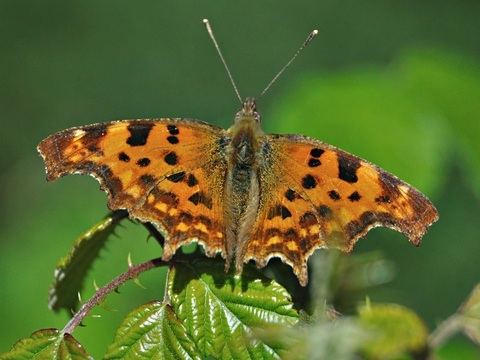 Polygonia c-album