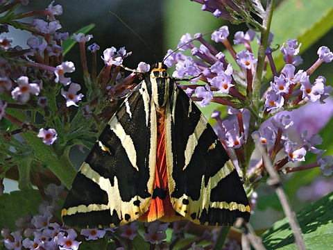 Euplagia quadripunctaria