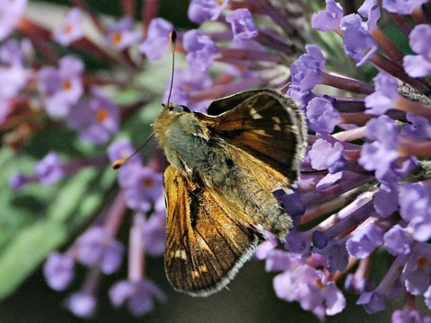 Hesperia comma