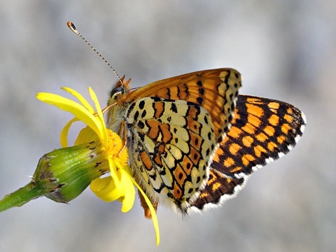 Melitaea cinxia