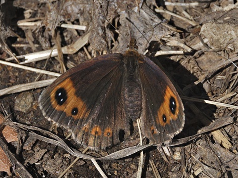 Erebia neoridas