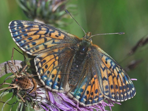 Kn�terich-Hochalpen-Perlmuttfalter (Boloria napaea)