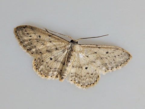 Idaea seriata