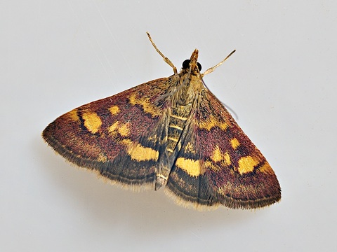 Pyrausta aurata