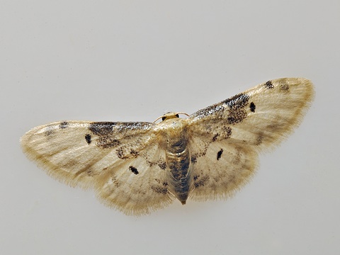 Idaea filicata