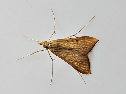 Antigastra catalaunalis